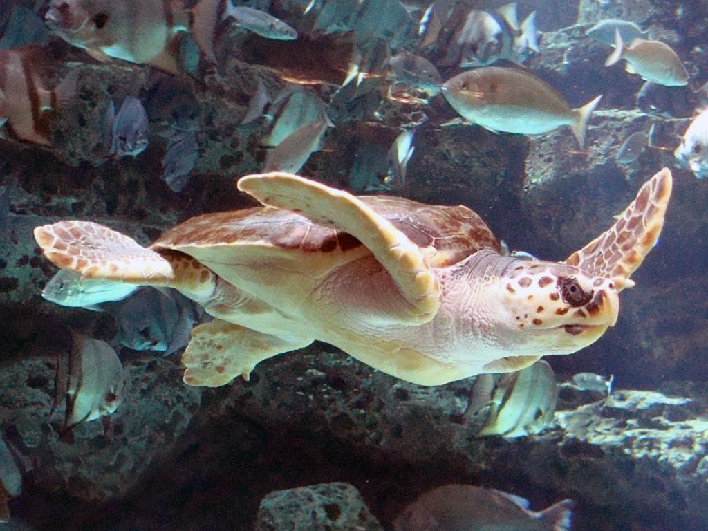 Loggerhead turtle photographed at Georgia Aquarium, illustrative species photo